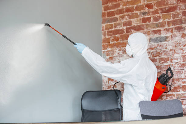 Best Mold Odor Removal Services  in Frankenmuth, MI