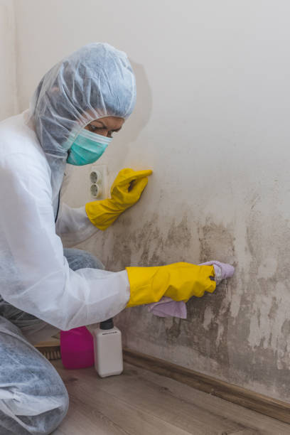 Best Residential Mold Inspection & Testing  in Frankenmuth, MI