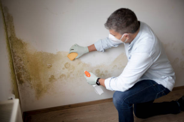 Best HVAC Mold Inspection and Cleaning  in Frankenmuth, MI