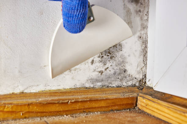 Best Post-Remediation Verification Testing  in Frankenmuth, MI