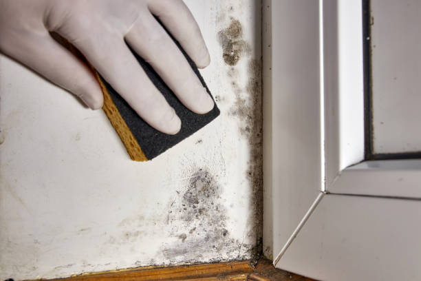 Best Crawl Space Mold Remediation  in Frankenmuth, MI
