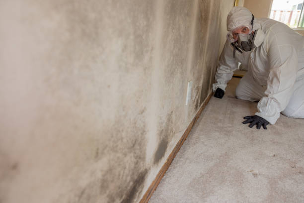 Best Comprehensive Air Testing for Mold Contaminants  in Frankenmuth, MI